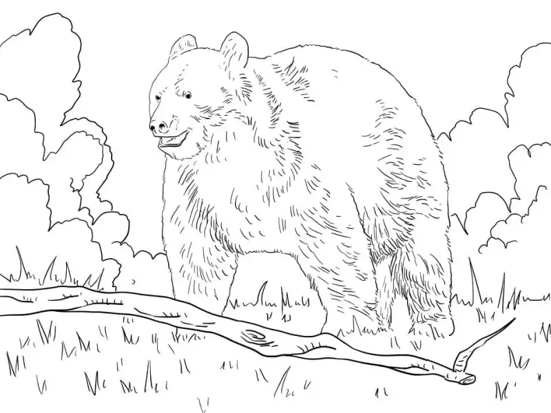 Normal Black Bear Coloring Page Free In Forest